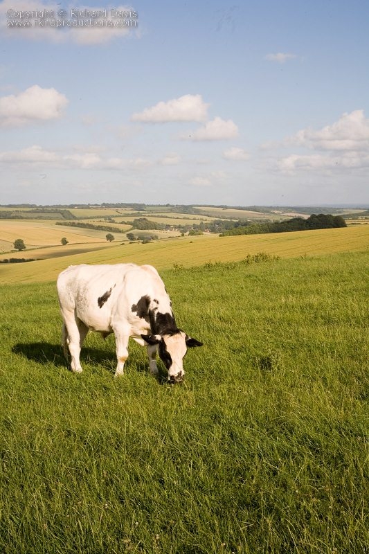 rknd_060709_8040.jpg